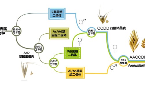 薄荷脑药用网-分享薄荷脑药用价值，薄荷脑中药别名知识库